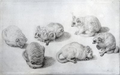 Estudios de un lémur, 1773 (grafito sobre papel) de George Stubbs